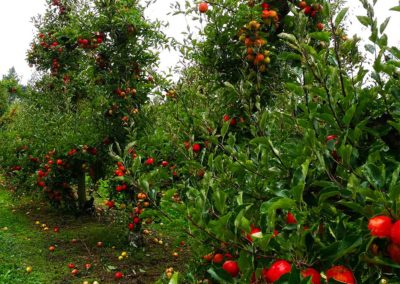 apple orchard 3